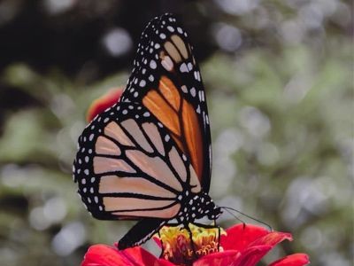 BUCKFASTLEIGH, BUTTERFLIES AND OTTERS