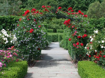RHS ROSEMOOR GARDEN FLOWER SHOW